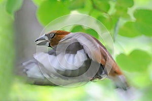 Flying Hawfinch among green leaves