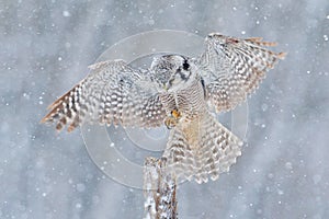 Flying Hawk Owl with snow flake during cold winter. Owl landing in tree trunk. Cold winter in Finland. Wildlife scene from nature.