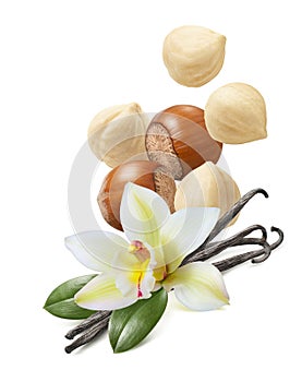 Flying hazelnuts, vanilla flowers and beans isolated on white background