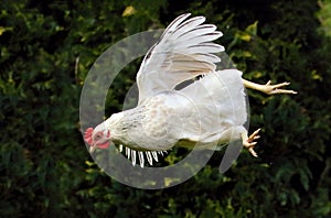 Flying hen - chicken