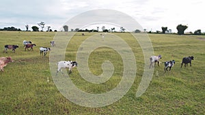 Flying a herd of cattle in the city of Brotas, in the interior of the state of SÃ£o Paulo, Brazil. city with rivers and farms