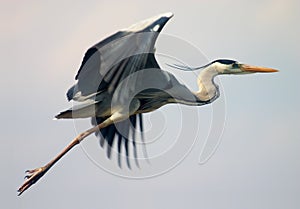 Flying heron bird