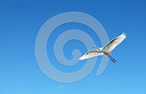 Flying heron bird