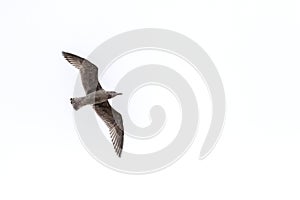 Flying herring gull - beautiful arrangement of feathers on the wing