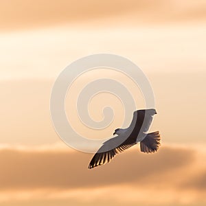 Flying Herring Gull by a colored sky