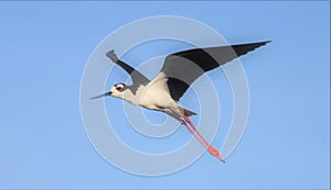 Flying High Black-necked Stilt Bird