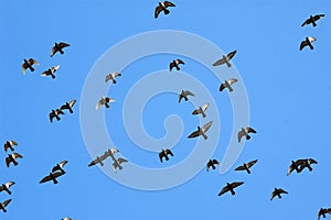 Flying homing pigeon