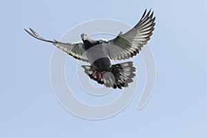 Flying homing pigeon against clear blue sky