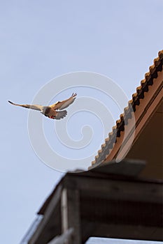 Flying homing pigeon bird at home loft