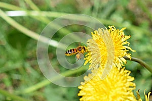 Flying Honey bee Apis mellifera