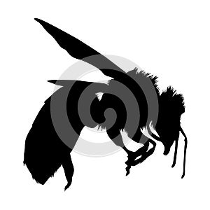 Flying Honey Bee Apis On a Side View Silhouette Found In All Around The World. Good To Use For Element Print Book, Animal Book