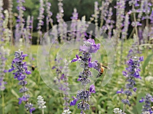 Flying honey bee collect pollen on purple violet flowers in garden. Bee help to pollinate purple yellow in nature.