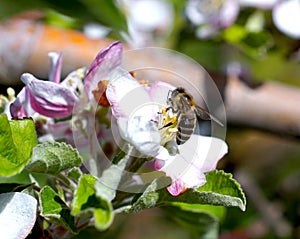 Flying honey bee collecting bee pollen from flower blossom. Bee collecting honey.