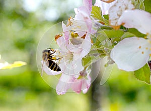 Flying honey bee collecting bee pollen from flower blossom. Bee collecting honey.