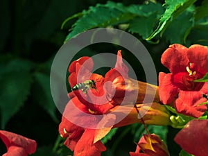 Flying Honey bee collecting pollen from orange Campsis radicans flower.Trumpet creeper, trumpet vine