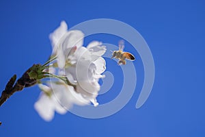 Flying honey bee collecting pollen at white flower. Bee flying over the spring flower on blue sky background. Abstract