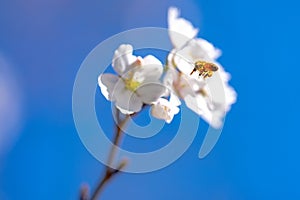 Flying honey bee collecting pollen at white flower. Bee flying over the spring flower on blue sky background. Bunches of
