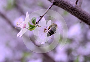 A flying honey bee collects pollen from apple blossoms