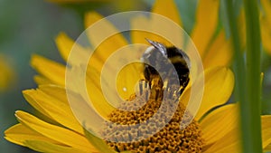 Flying honey bee covered with pollen collecting nectar from yellow flower close up. Macro footage of bee covered with