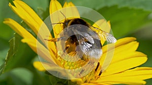 Flying honey bee covered with pollen collecting nectar from yellow flower close up. Macro footage of bee covered with