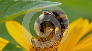 Flying honey bee covered with pollen collecting nectar from yellow flower close up. Macro footage of bee covered with