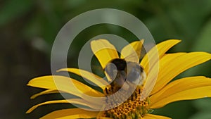 Flying honey bee covered with pollen collecting nectar from yellow flower close up. Macro footage of bee covered with