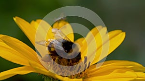 Flying honey bee covered with pollen collecting nectar from yellow flower close up. Macro footage of bee covered with