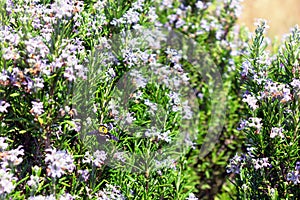 A flying honey bee pollinates rosemary in a spring blooming garden.