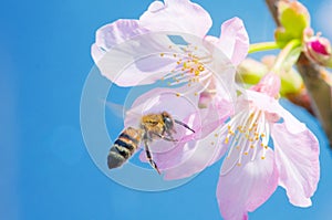 Flying honey bee pollinating cherry blossoms on blue sky. spring, insect, flower, honeybee, sakura, nature