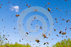 Flying Honey Bees