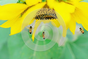 Flying honey bees pollinating a sunflower. insect, flower honeybee, beauty in Nature