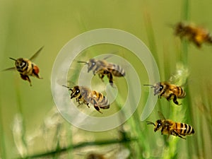Flying honey bees returning to their hive.