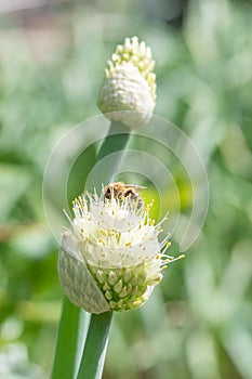 Flying honey bumblebee collecting bee pollen from onion flower. Bee collecting honey.