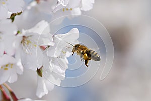 Flying honeybee