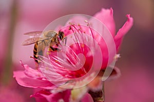 Flying honeybee