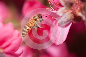 Flying honeybee