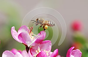 Flying honeybee