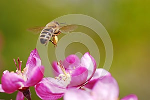 Flying honeybee