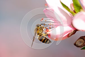Volador miel de abeja 