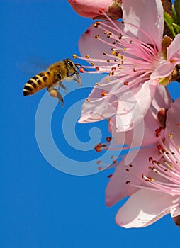Flying honeybee