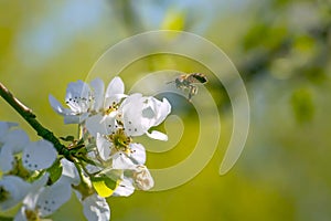 A flying honeybee in beatifull white apple blossoms
