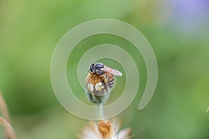 Flying honeybee collecting pollen at purple flower