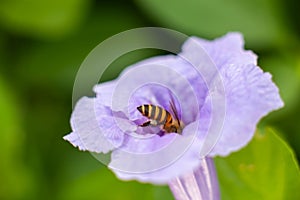 Flying honeybee collecting pollen at purple flower
