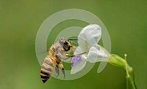 Flying honeybee on the grass flower