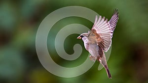 Flying House Sparrow photo