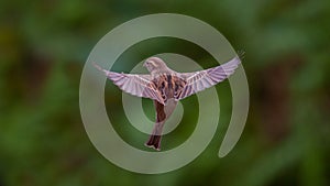 Flying House Sparrow photo