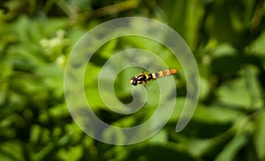 Flying Hoverfly on dandelion flower. Slovakia