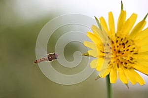Flying hoverfly( Episyrphus balteatus) on yellow flower (Crepis