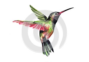 Flying hummingbird