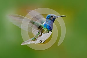 Flying hummingbird. Action scene from nature, hummingbird in fly. Hummingbird in the forest. Flying blue and white hummingbird